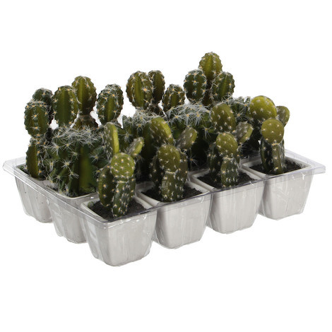 Semillas cactus