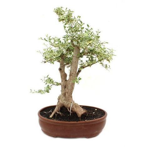 Sustrato bonsai akadama